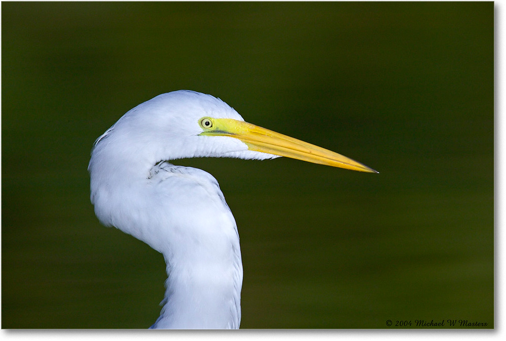 GreatEgret_ChincoNWR_2004Oct1_FFT6666 copy