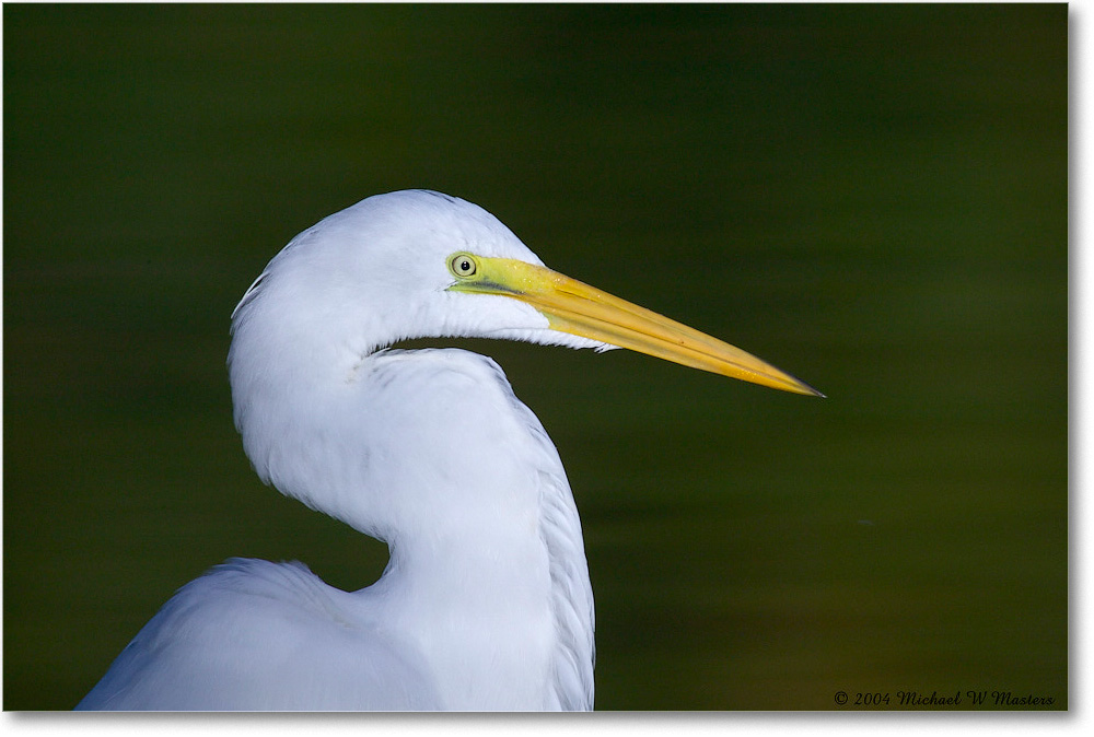 GreatEgret_ChincoNWR_2004Oct1_FFT6670 copy