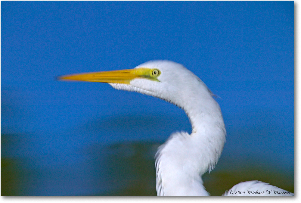 GreatEgret_ChincoNWR_2004Oct1_FFT6671 copy