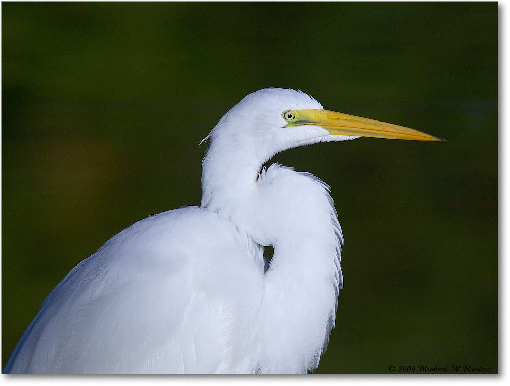 GreatEgret_ChincoNWR_2004Oct1_FFT6676 copy