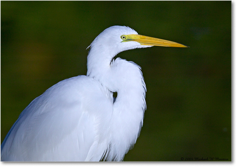 GreatEgret_ChincoNWR_2004Oct1_FFT6679 copy