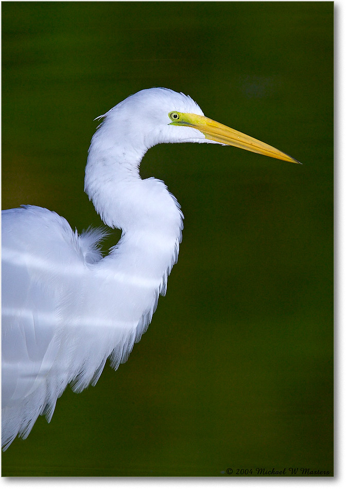 GreatEgret_ChincoNWR_2004Oct1_FFT6684 copy