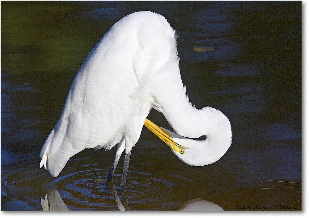 GreatEgret_ChincoNWR_2004Oct_Y2F2160 copy
