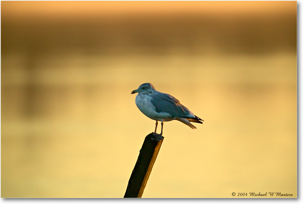 HerringGull_ChincoNWR_2004Oct1_FFT6049 copy