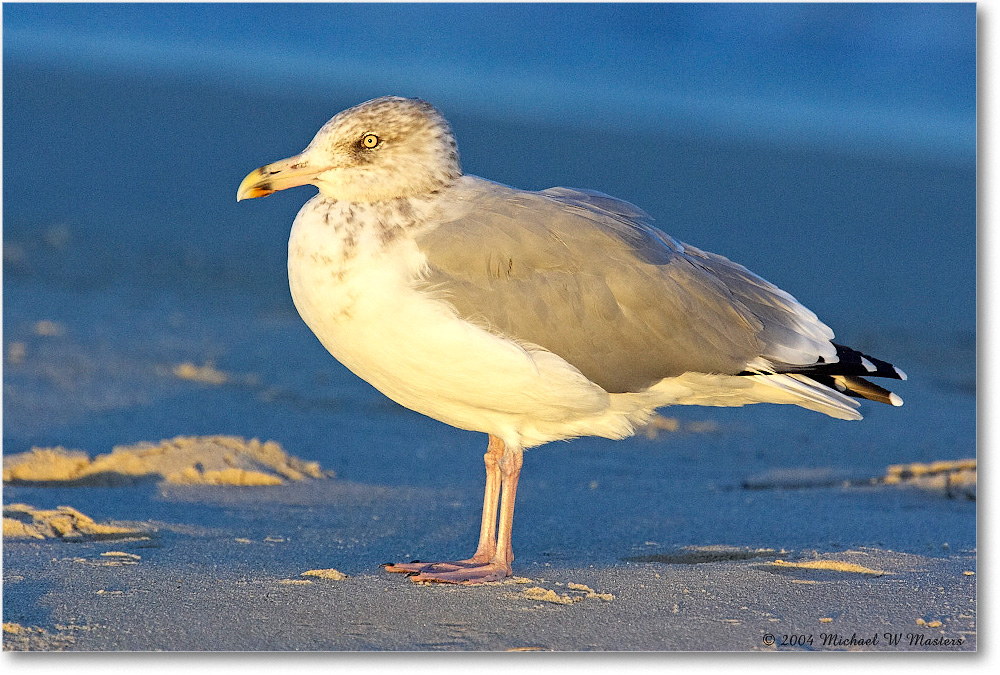 HerringGull_ChincoNWR_2004Oct_Y2F0933 copy