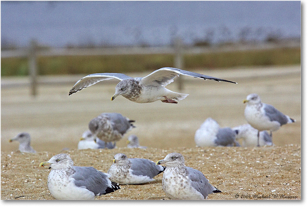 HerringGulls_ChincoNWR_2004Oct_Y2F1821 copy