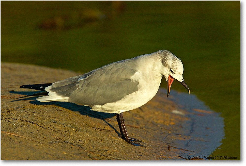 LaughingGull_ChincoNWR_2004Oct1_FFT6205 copy