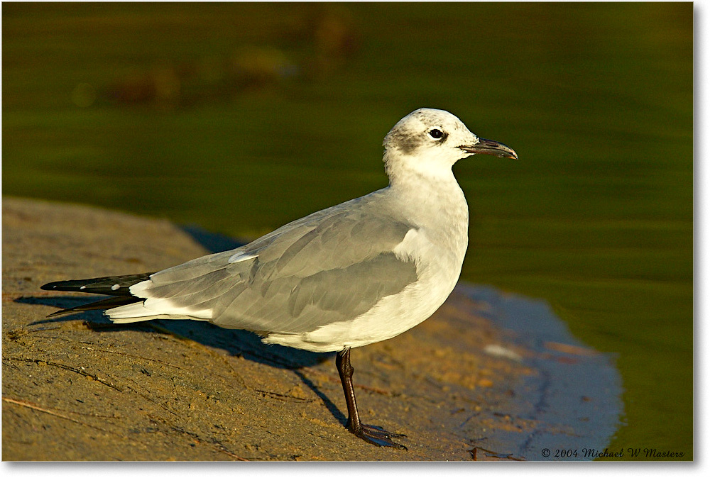 LaughingGull_ChincoNWR_2004Oct1_FFT6210 copy