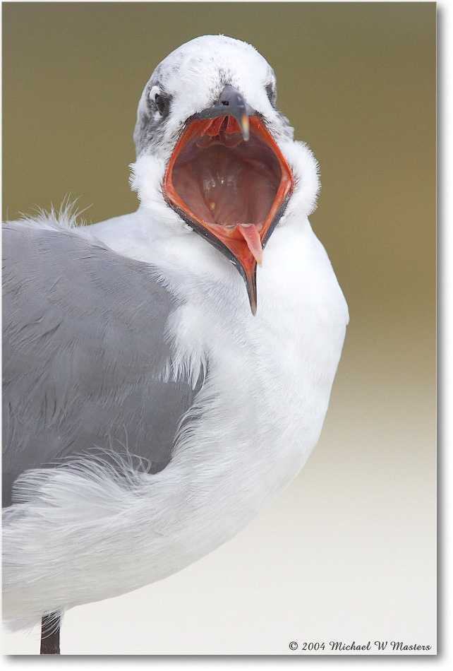 LaughingGull_ChincoNWR_2004Oct_Y2F1083 copy