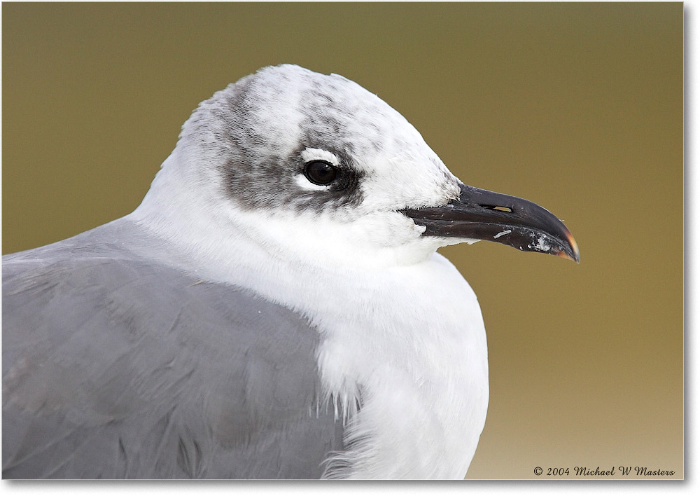 LaughingGull_ChincoNWR_2004Oct_Y2F1105 copy
