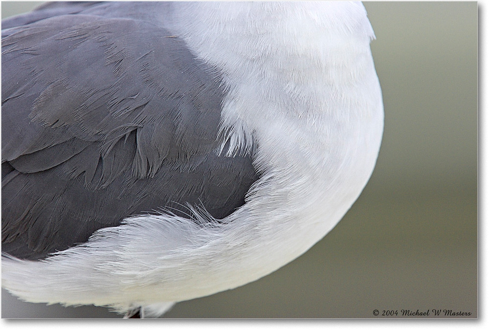 LaughingGull_ChincoNWR_2004Oct_Y2F1135 copy