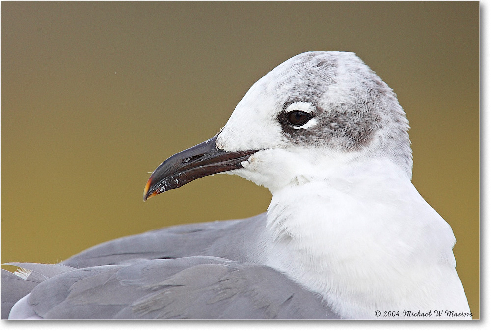 LaughingGull_ChincoNWR_2004Oct_Y2F1138 copy