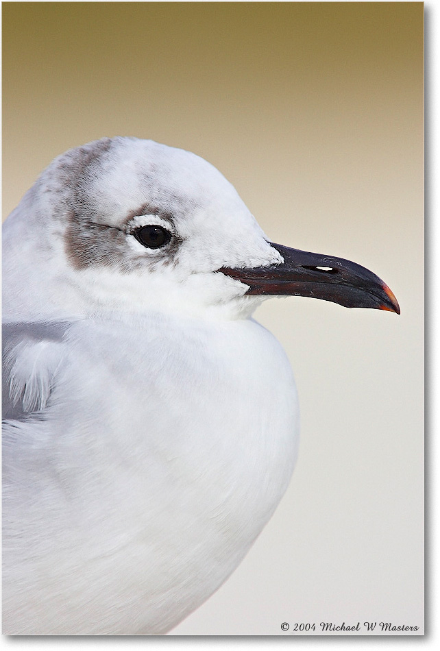 LaughingGull_ChincoNWR_2004Oct_Y2F1159 copy