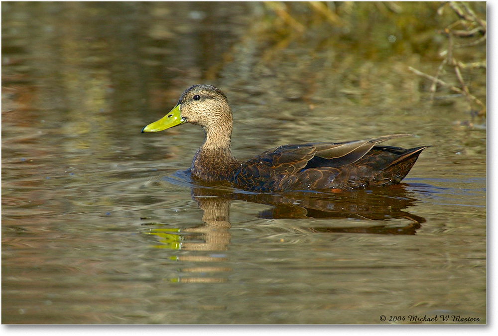 MallardFemale_ChincoNWR_2004Oct1_FFT6006 copy