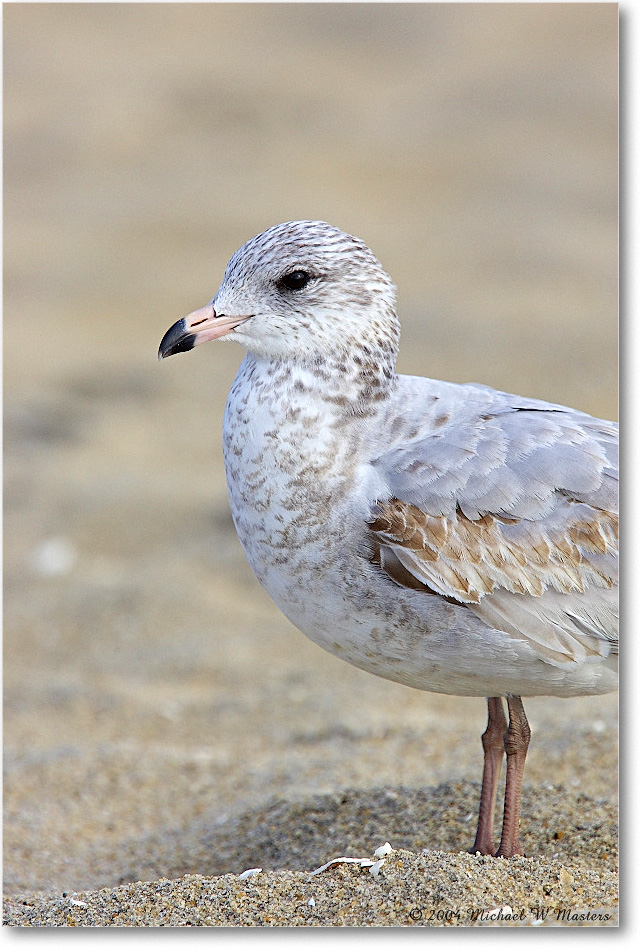 RingbillGull_ChincoNWR_2004Oct_Y2F1840 copy
