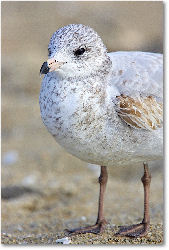 RingbillGull_ChincoNWR_2004Oct_Y2F1858 copy