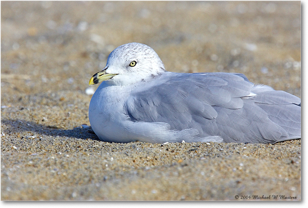 RingbillGull_ChincoNWR_2004Oct_Y2F1894 copy