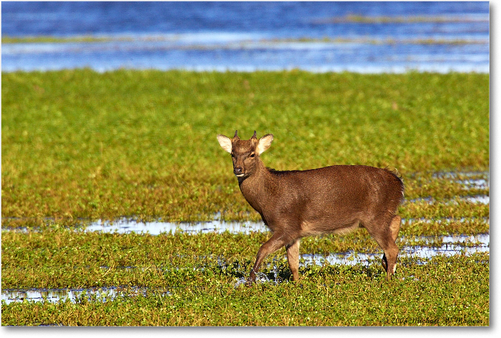 SikaDeer_ChincoNWR-WLL_2004Oct_Y2F2227 copy