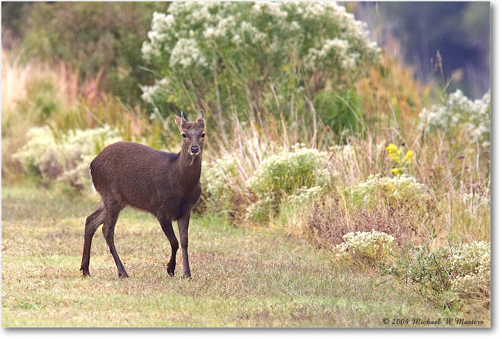 SikaDeer_ChincoNWR_2004Oct_Y2F1286 copy