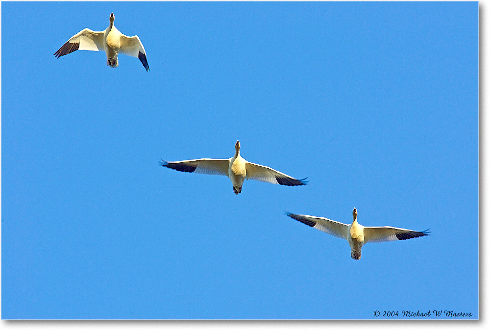 SnowGeese_ChincoNWR-WLL_2004Oct_Y2F2536 copy