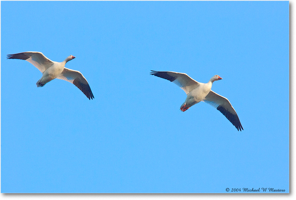 SnowGeese_ChincoNWR-WLL_2004Oct_Y2F2636 copy