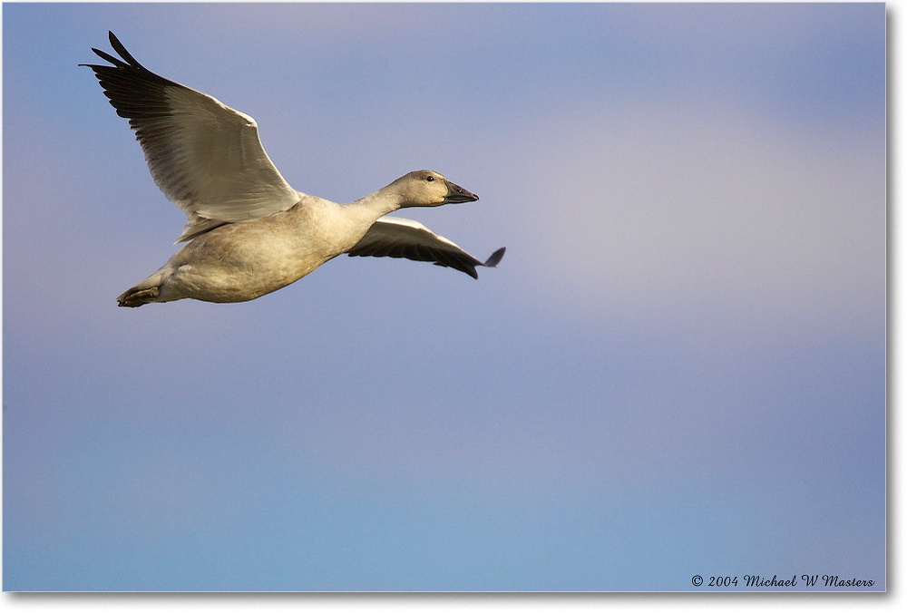 SnowGoose_ChincoNWR-WLL_2004Oct_Y2F2069