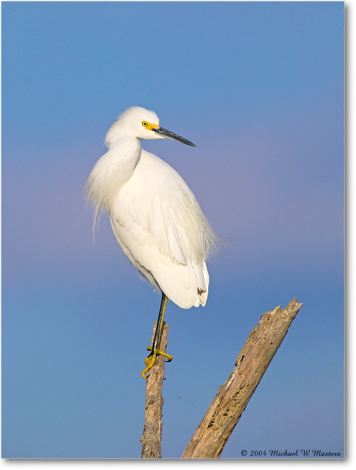 SnowyEgret_ChincoNWR_2004Oct1_FFT5737 copy