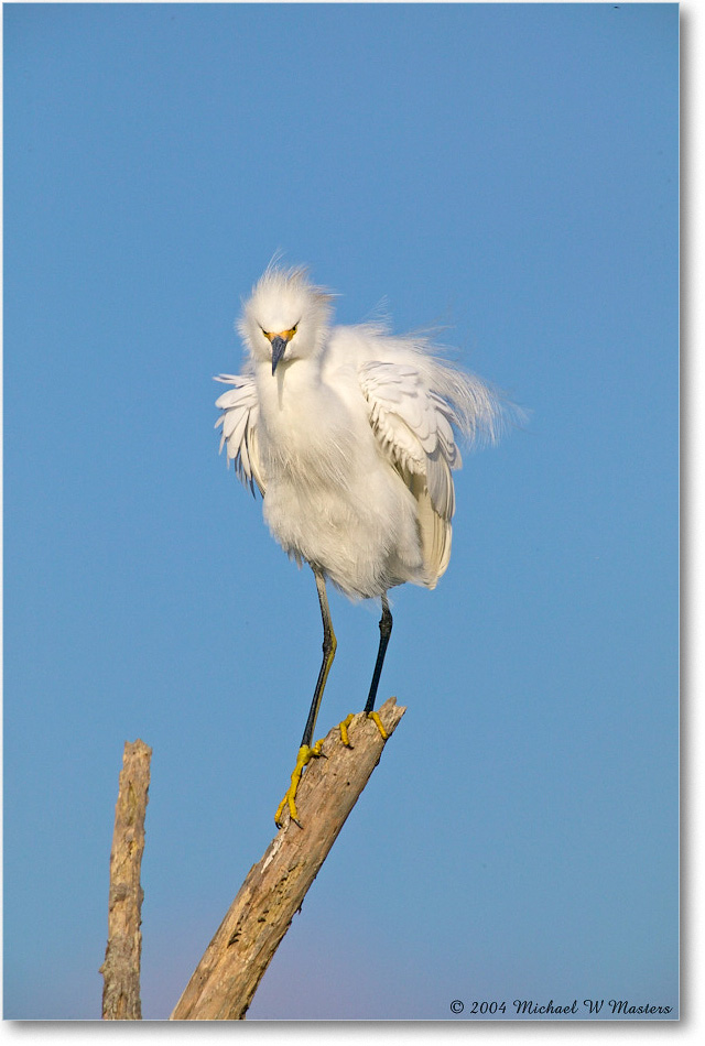 SnowyEgret_ChincoNWR_2004Oct1_FFT5759 copy