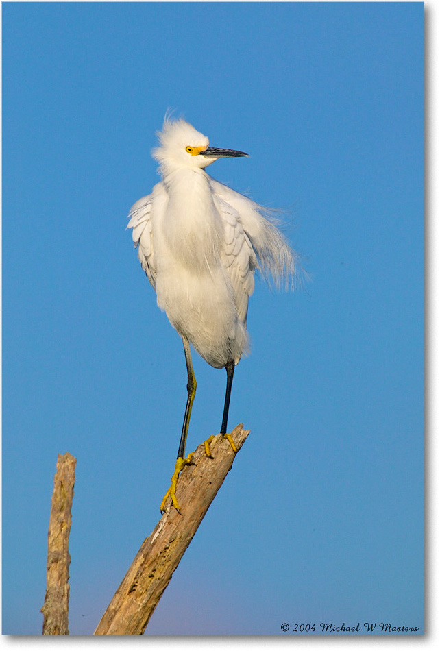 SnowyEgret_ChincoNWR_2004Oct1_FFT5760 copy