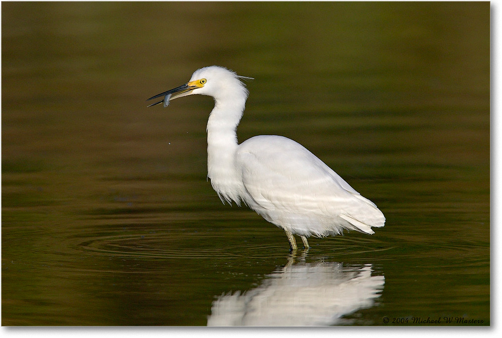 SnowyEgret_ChincoNWR_2004Oct1_FFT5792 copy