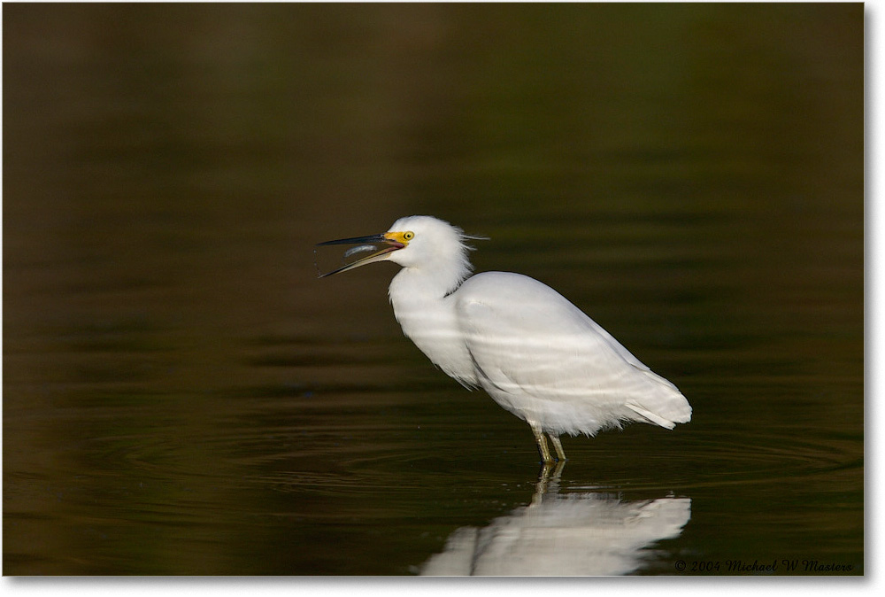 SnowyEgret_ChincoNWR_2004Oct1_FFT5793 copy