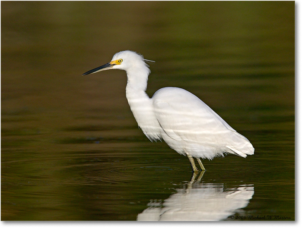 SnowyEgret_ChincoNWR_2004Oct1_FFT5794 copy