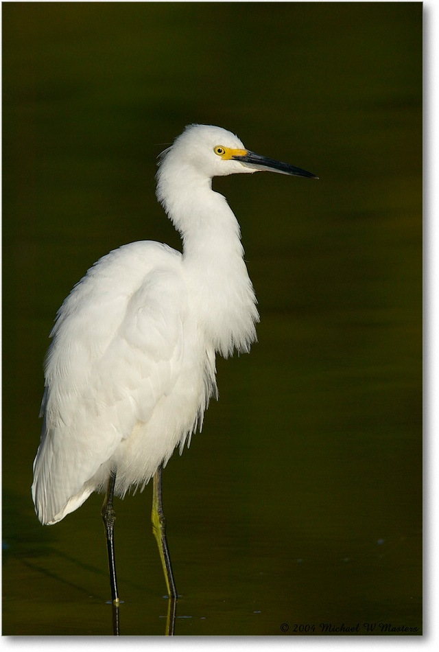 SnowyEgret_ChincoNWR_2004Oct1_FFT5869 copy