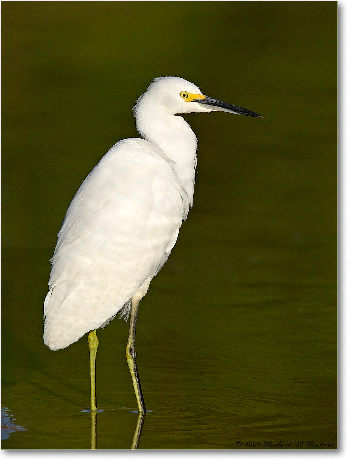 SnowyEgret_ChincoNWR_2004Oct1_FFT5882 copy