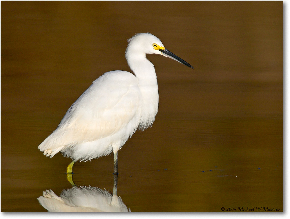 SnowyEgret_ChincoNWR_2004Oct1_FFT6539 copy