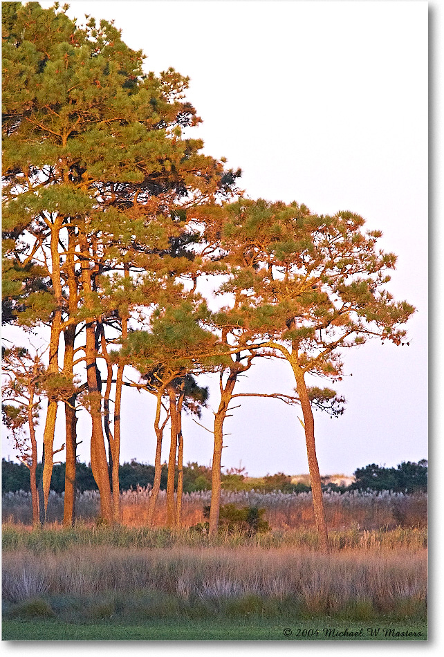 WildlifeLoop_ChincoNWR_2004Oct_Y2F2655 copy