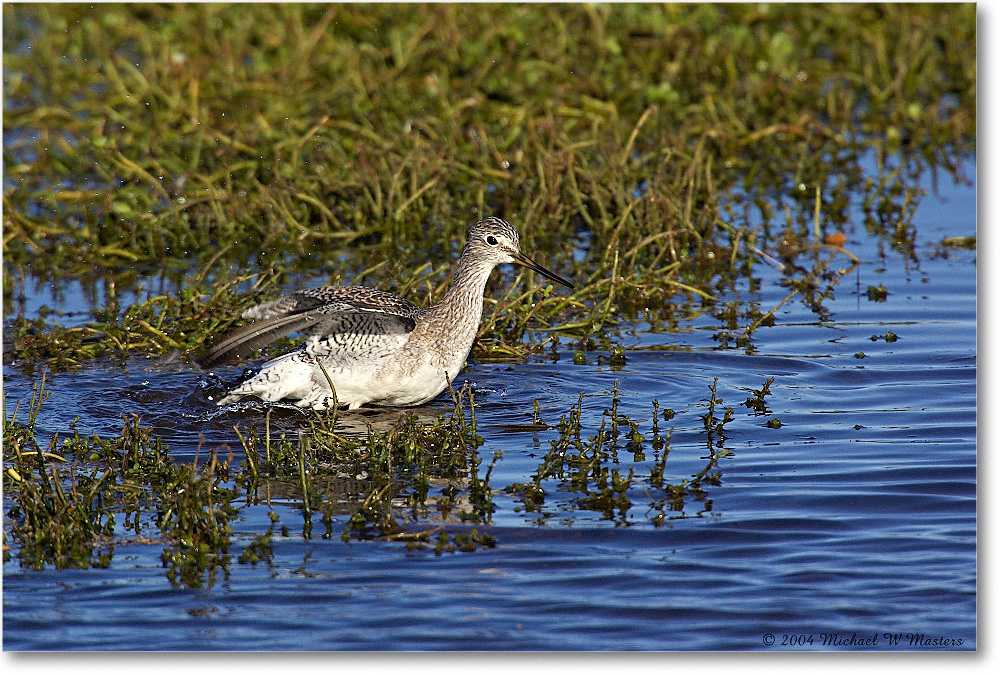 Willet_ChincoNWR-WLL_2004Oct_Y2F2211 copy