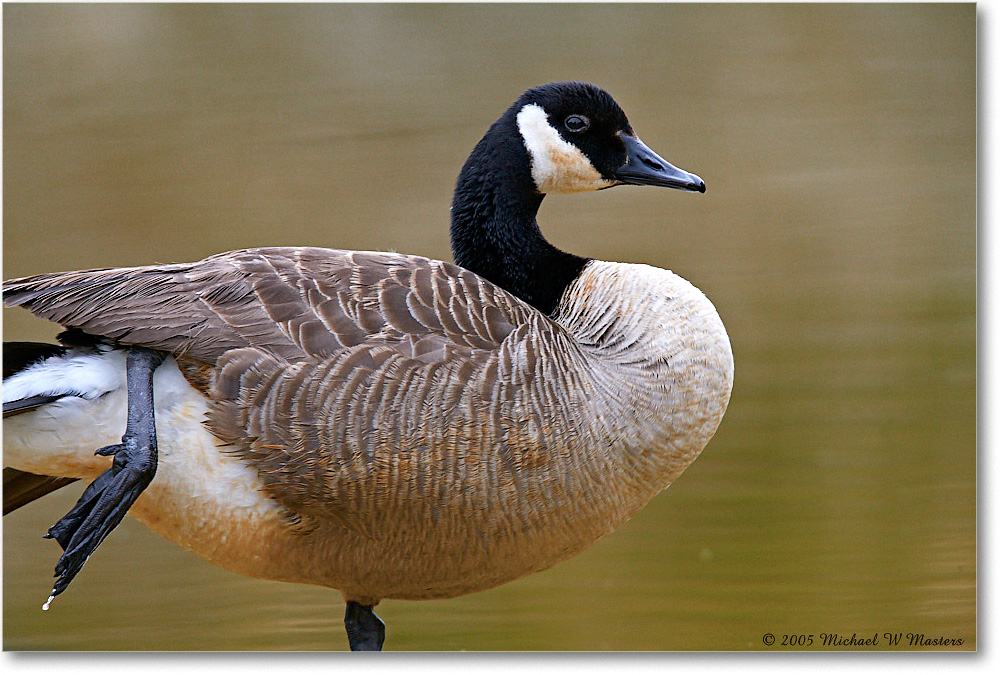 CanadaGoose_ChincoNWR_2005Mar_E0K1730 copy
