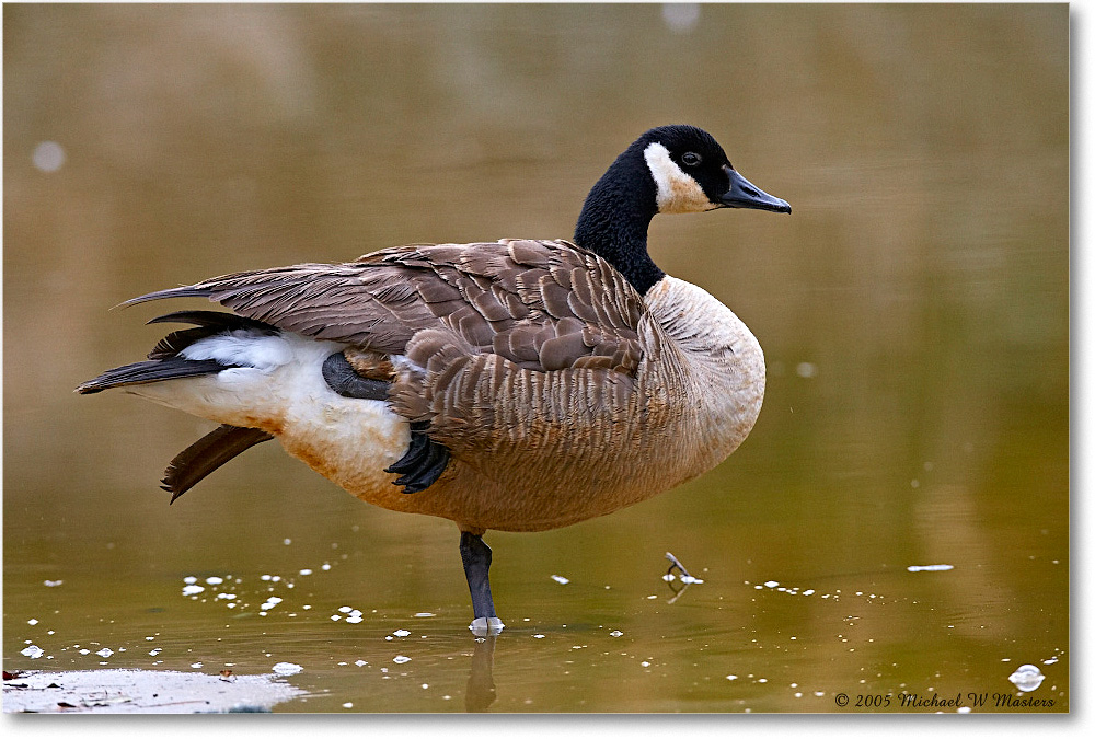 CanadaGoose_ChincoNWR_2005Mar_E0K1743 copy