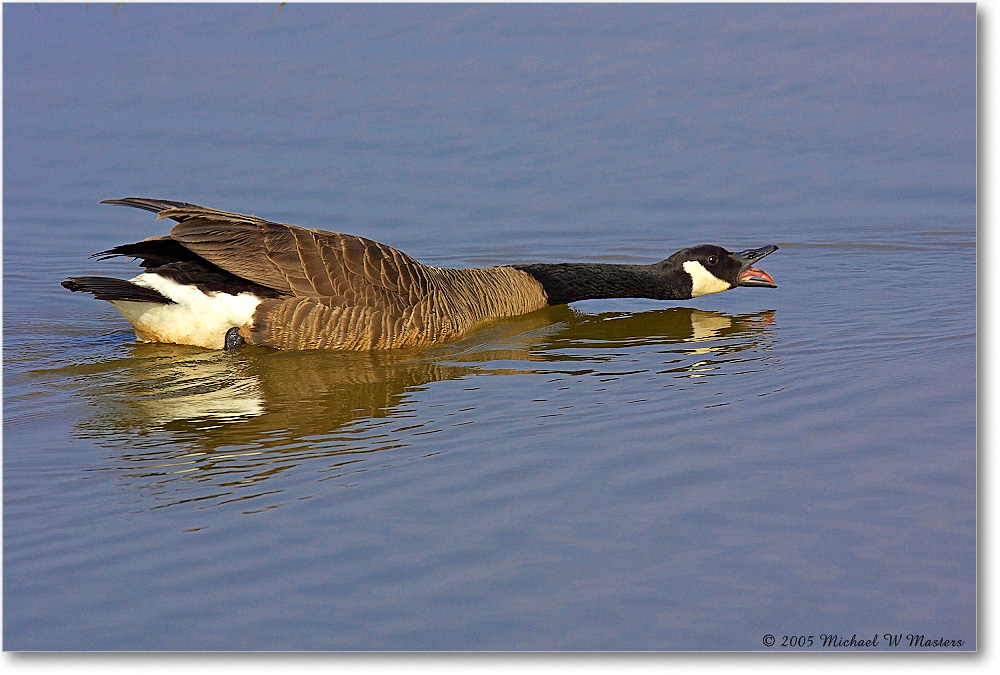 CanadaGoose_ChincoNWR_2005Mar_Y2F3954 copy