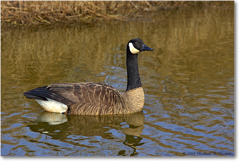 CanadaGoose_ChincoNWR_2005Mar_Y2F3967 copy