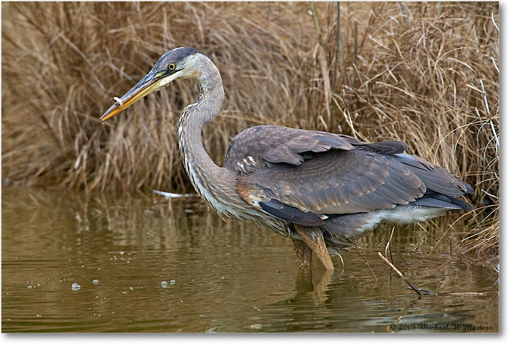 GreatBlueHeron_ChincoNWR-EA_2005Mar_E0K1665 copy