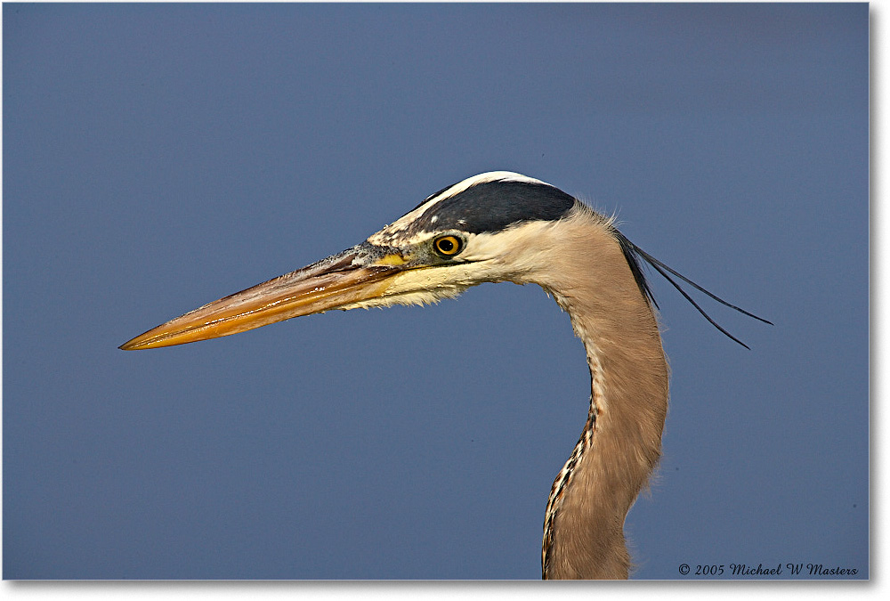 GreatBlueHeron_ChincoNWR-EA_2005Mar_E0K1902 copy