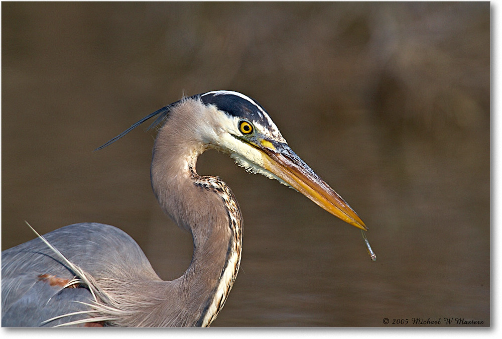GreatBlueHeron_ChincoNWR-EA_2005Mar_E0K1918 copy