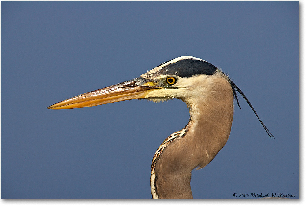 GreatBlueHeron_ChincoNWR-EA_2005Mar_E0K1943 copy