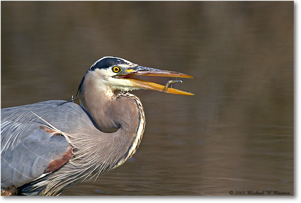 GreatBlueHeron_ChincoNWR-EA_2005Mar_E0K1981 copy