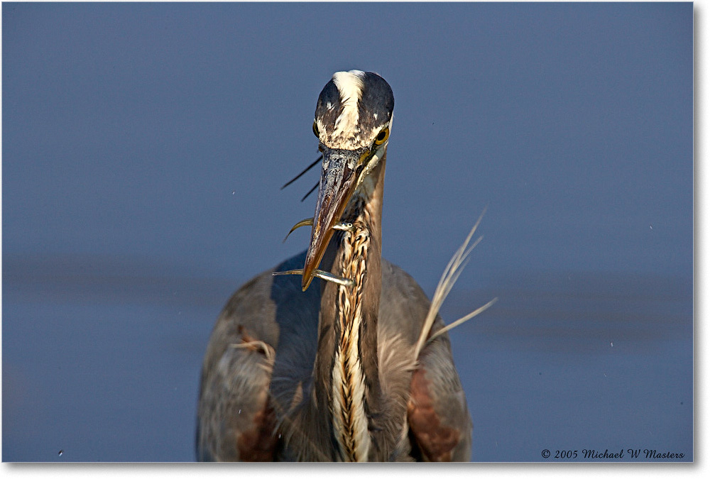 GreatBlueHeron_ChincoNWR-EA_2005Mar_E0K2006 copy