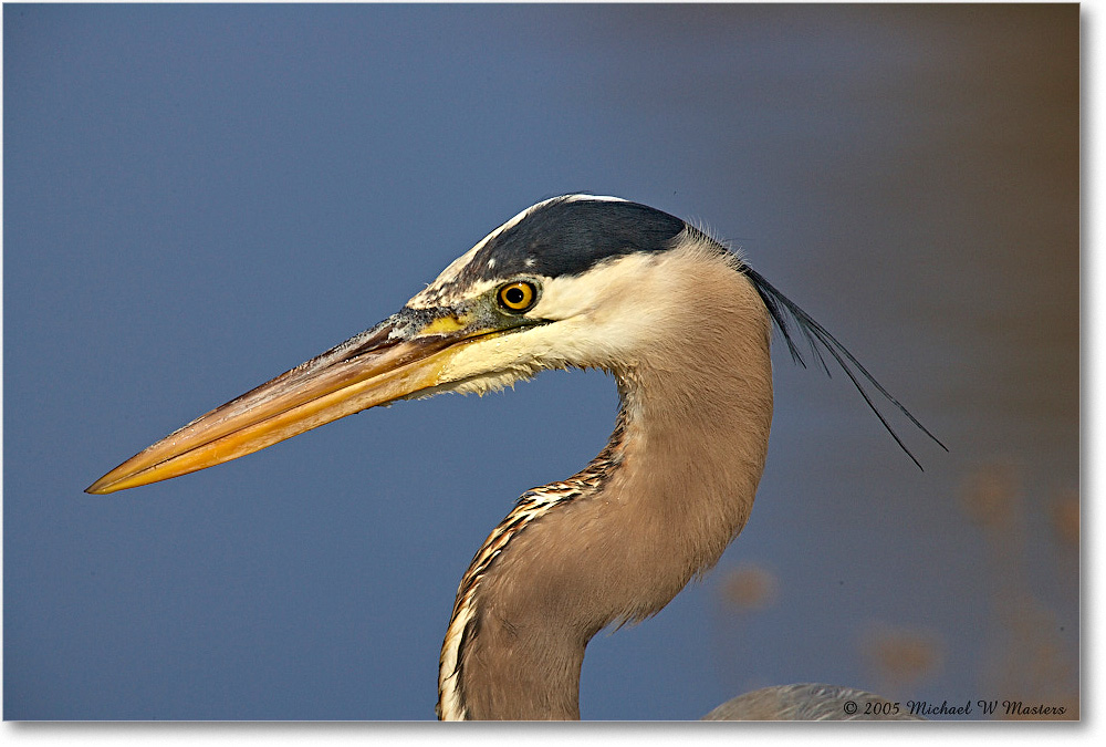 GreatBlueHeron_ChincoNWR-EA_2005Mar_E0K2014 copy