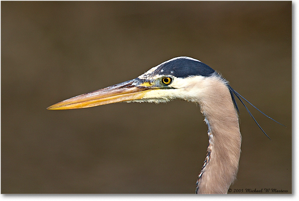 GreatBlueHeron_ChincoNWR-EA_2005Mar_E0K2048 copy