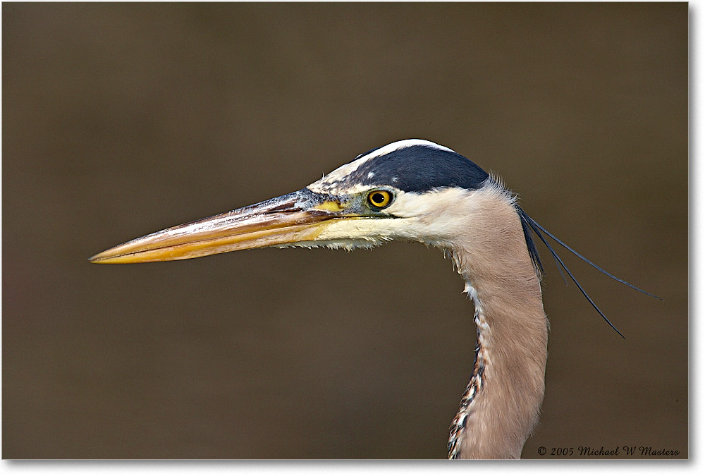 GreatBlueHeron_ChincoNWR-EA_2005Mar_E0K2056 copy